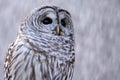 Barred Owl In Snow Royalty Free Stock Photo