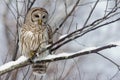 Barred Owl on a snowy branch. Royalty Free Stock Photo