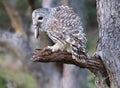 Barred Owl standing on a tree branch in the forest eating a mouse,