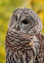 Barred Owl (Strix varia) Royalty Free Stock Photo