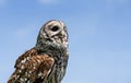 Barred Owl (Strix varia) Royalty Free Stock Photo