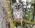 Barred Owl Strix varia with beck open on moss covered tree branch in woods Royalty Free Stock Photo