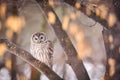 Beautiful Barred owl sitting on a branch Royalty Free Stock Photo