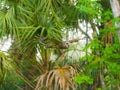 Barred owl - Strix varia - flying between trees in a natural wooded area in north Florida. The state tree sabal palm in the
