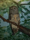 Barred Owl Strix Varia, Hoot Owl Bird Royalty Free Stock Photo