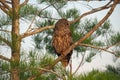 Barred Owl in Everglades National Park. Royalty Free Stock Photo