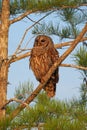 Barred Owl in Everglades National Park. Royalty Free Stock Photo
