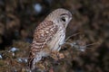 Barred owl (Strix varia) perched on a branch in winter Royalty Free Stock Photo