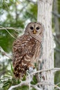 Barred Owl, Strix varia, perched on Cypress Tree in Everglades National Park. Royalty Free Stock Photo