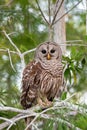 Barred Owl, Strix varia, perched on Cypress Tree in Everglades National Park. Royalty Free Stock Photo