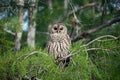 Barred Owl - Strix varia - perched on cypress tree in Everglades National Park. Royalty Free Stock Photo