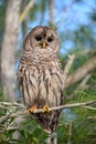 Barred Owl - Strix varia - perched on cypress tree in Everglades National Park. Royalty Free Stock Photo