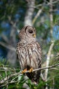 Barred Owl - Strix varia - perched on cypress tree in Everglades National Park. Royalty Free Stock Photo