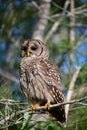 Barred Owl - Strix varia - perched on cypress tree in Everglades National Park. Royalty Free Stock Photo