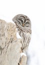 A Barred owl (Strix varia) perched on a snow covered tree stump in winter in Canada Royalty Free Stock Photo