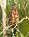 Barred owl - Strix varia - perched on a tree in a natural wooded area in north Florida. looking at camera