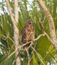 Barred owl - Strix varia - perched on a tree in a natural wooded area in north Florida. looking down towards ground looking for