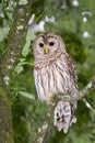 Barred owl (Strix varia) Royalty Free Stock Photo