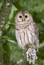 Barred owl (Strix varia) Royalty Free Stock Photo