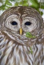 Barred owl (Strix varia) Royalty Free Stock Photo