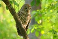 Barred owl (Strix varia) sitting on a tree Royalty Free Stock Photo
