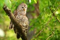 Barred owl (Strix varia) stretching its wing Royalty Free Stock Photo