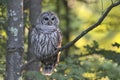 Barred Owl Strix varia Royalty Free Stock Photo