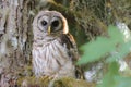 Barred Owl strix varia watches for a perch in old woodland Royalty Free Stock Photo