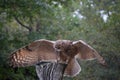 Barred owl landing on perch in SC Royalty Free Stock Photo