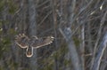 A A barred owl taking off to another tree hunting for voles in a Canadian winter