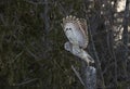 A A barred owl taking off to another tree hunting for voles in a Canadian winter Royalty Free Stock Photo