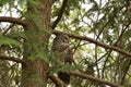 Barred Owl in Tree Looks to the Side Royalty Free Stock Photo