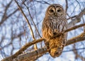 Barred Owl in the Trees During Winter in Oregon Royalty Free Stock Photo