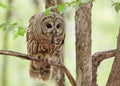 Barred Owl with a vole in the beak sitting on tree branch against blur background Royalty Free Stock Photo