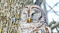 Barred Owl - Stock image Royalty Free Stock Photo