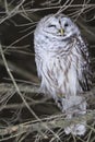 Barred Owl Winking Royalty Free Stock Photo