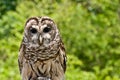 Barred Owl Royalty Free Stock Photo