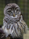 Barred owl Royalty Free Stock Photo