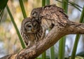 Pair of Barred Owls on the Tree