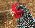 Barred Plymouth rock hen Royalty Free Stock Photo