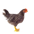 Barred Plymouth Rock hen isolated Royalty Free Stock Photo