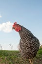 Barred Rock chicken in a pasture