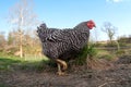 Barred Rock chicken in a pasture
