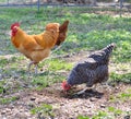 Barred Rock Hen And Buff Orpington Rooster