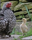 Barred Rock hen with chick