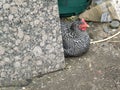 Barred Rock Hen