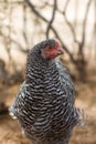 Barred Rock pullet Royalty Free Stock Photo
