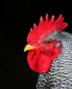 Barred Rock Rooster