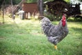 Barred Rock Rooster