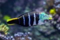 Barred thicklip wrasse Hemigymnus fasciatus.